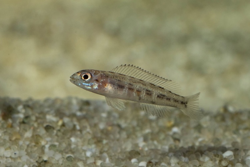 Telmatochromis bifrenatus 'Maswa'
